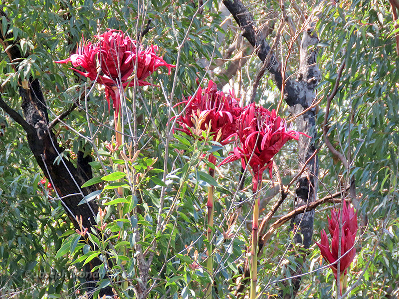Gymea Lily (Doryanthes excelsa
) 