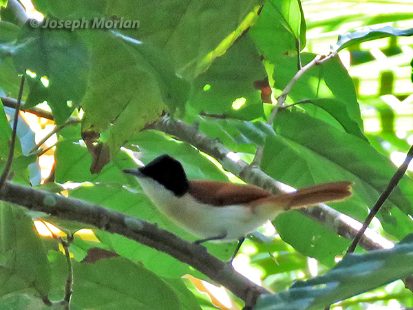 Shining Flycatcher (
Myiagra alecto) 