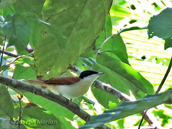 Shining Flycatcher (
Myiagra alecto) 