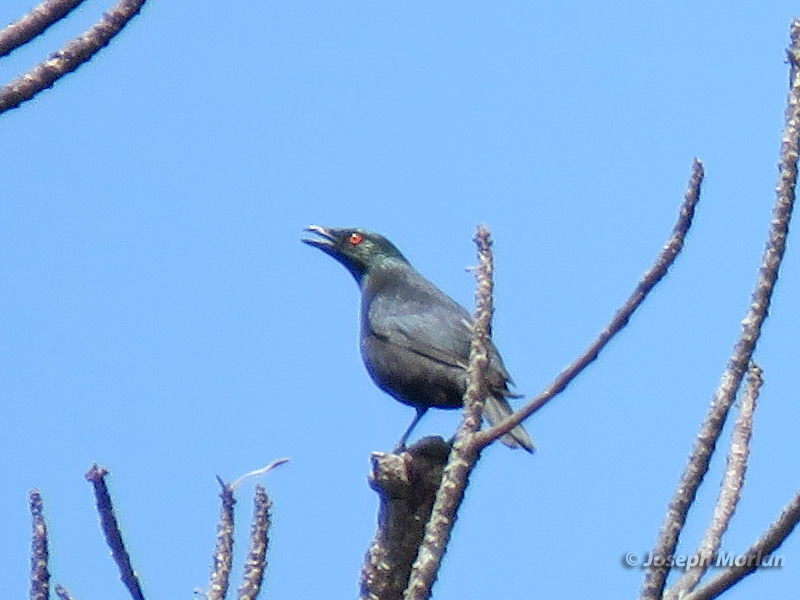 Striated Starling (Aplonis striata) 