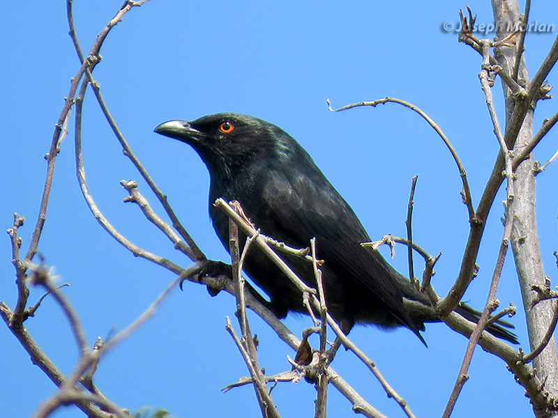 Striated Starling (Aplonis striata)
