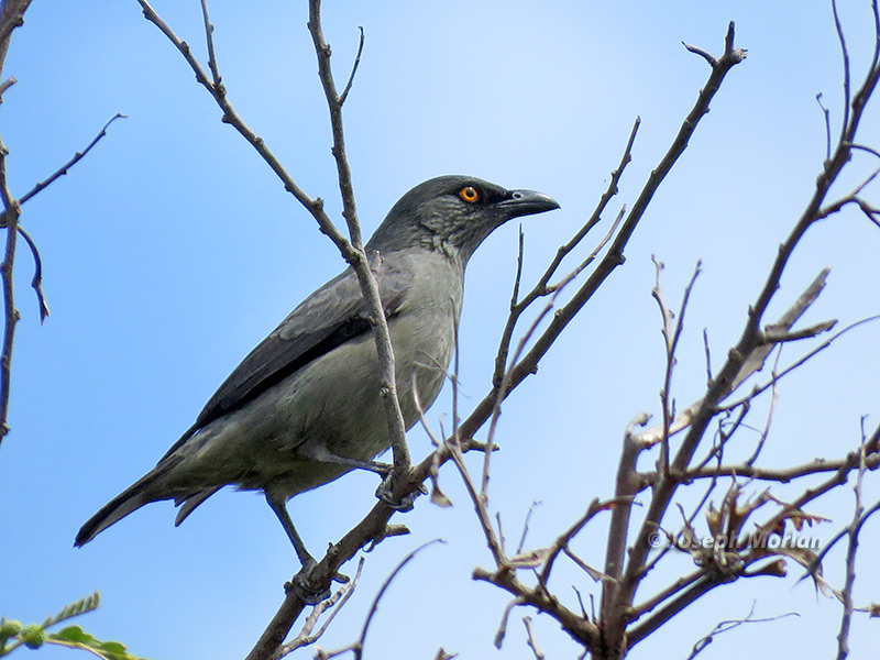 Striated Starling (Aplonis striata)
