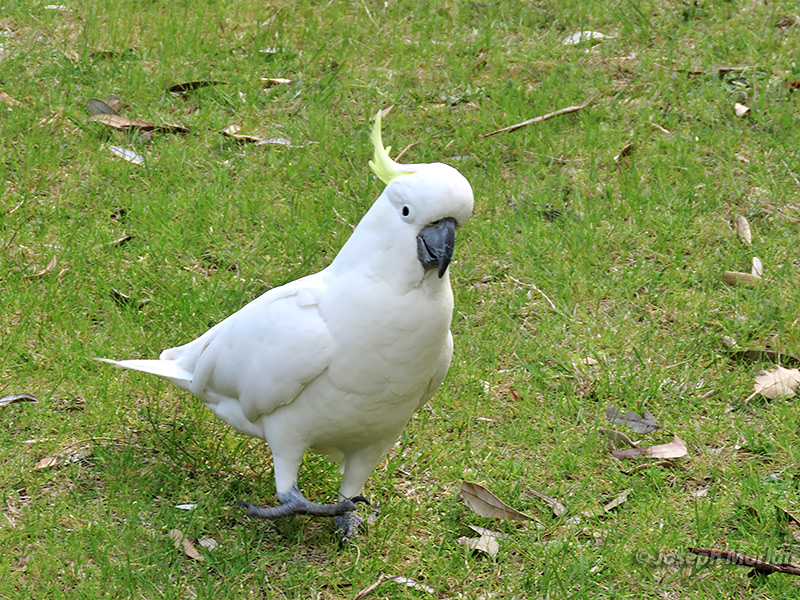 Sulphur-crested Cockatoo (
Cacatua galerita)