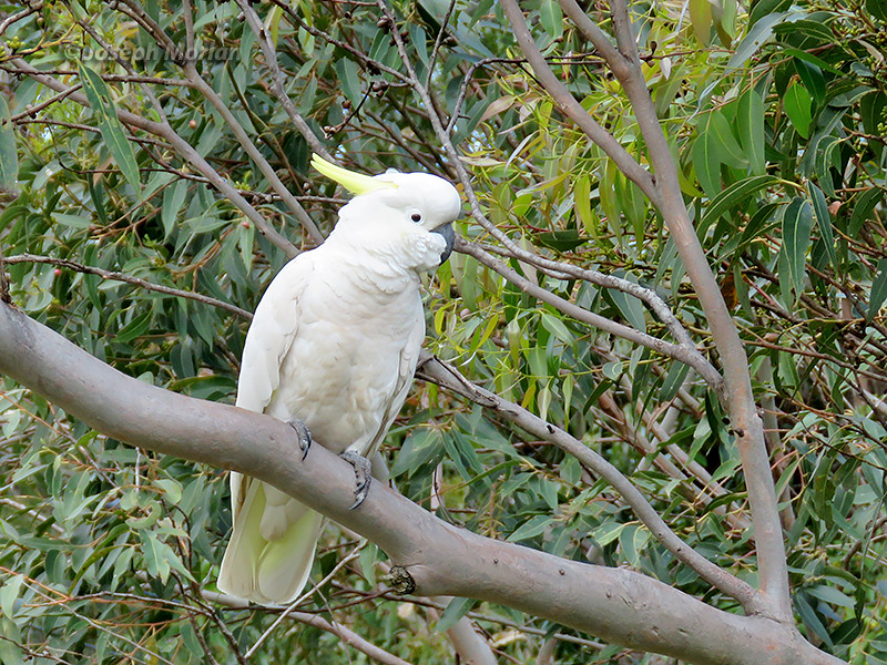 Sulphur-crested Cockatoo (
Cacatua galerita)