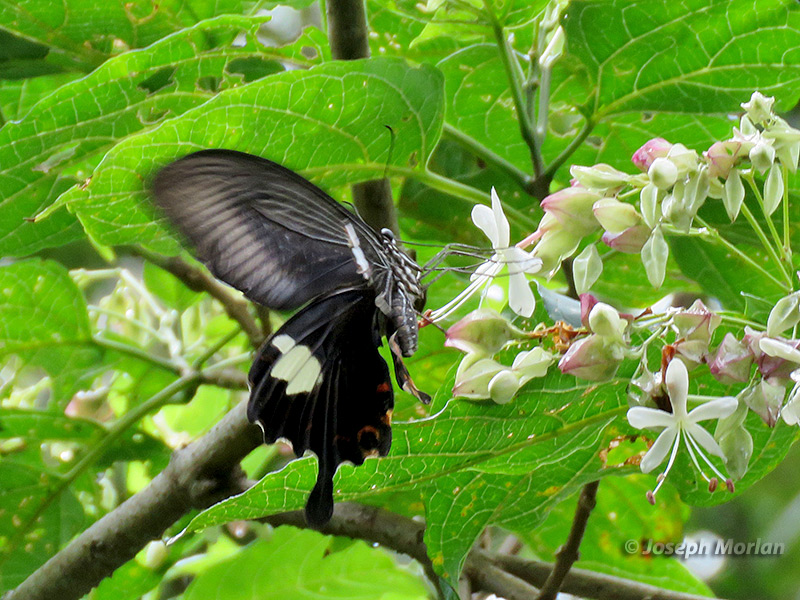 Red Helen Swallowtail (Papilio helenus)
