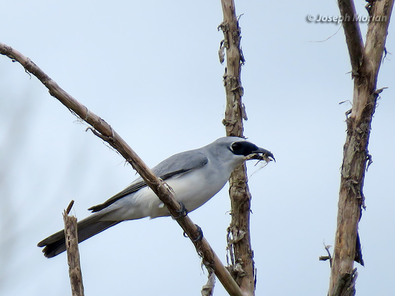 White-bellied Cuckooshrike (
Coracina papuensis)  