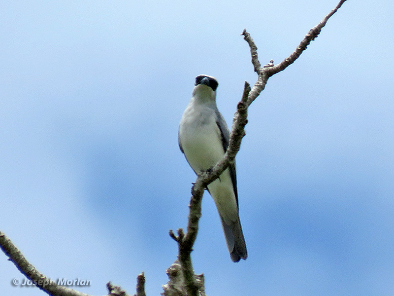 White-bellied Cuckooshrike (
Coracina papuensis)  