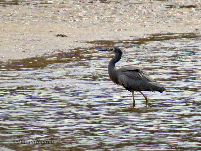 White-faced Heron (Egretta novaehollandiae novaehollandiae)