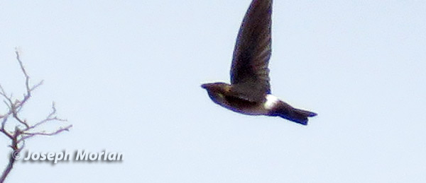 White-rumped Swiftlet (
Aerodramus spodiopygius) 