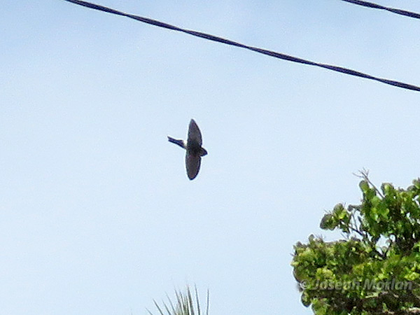 White-rumped Swiftlet (
Aerodramus spodiopygius) 