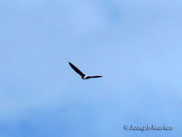 White-rumped Swiftlet (
Aerodramus spodiopygius) 