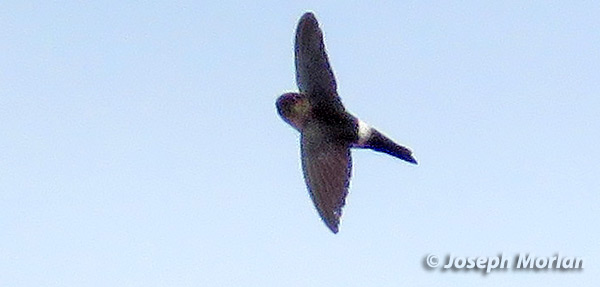 White-rumped Swiftlet (
Aerodramus spodiopygius) 