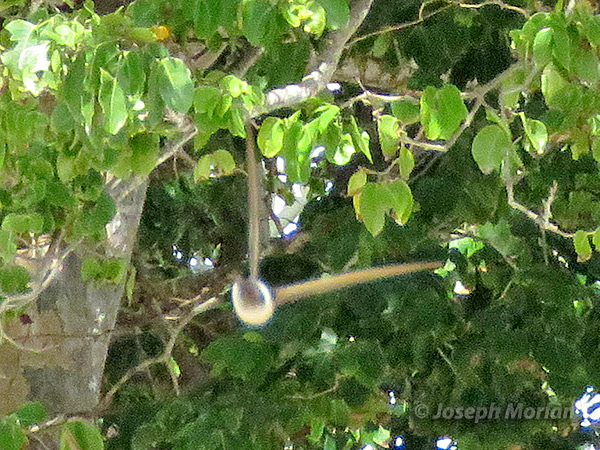 White-rumped Swiftlet (
Aerodramus spodiopygius) 