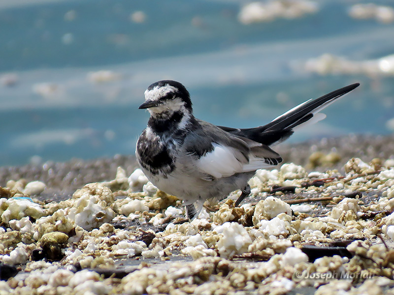 White Wagtail (Motacilla alba lugens) 