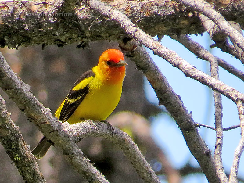  Western Tanager (Piranga ludoviciana) 