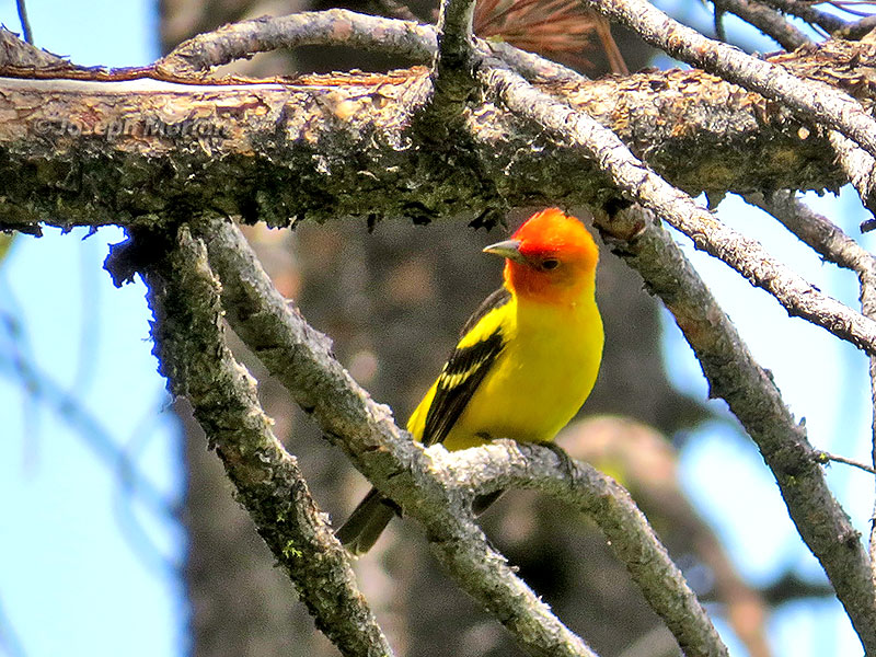  Western Tanager (Piranga ludoviciana) 