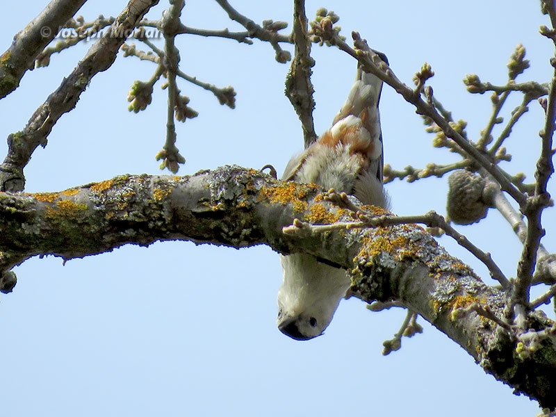 White-breasted Nuthatch (Sitta carolinensis aculeata) 