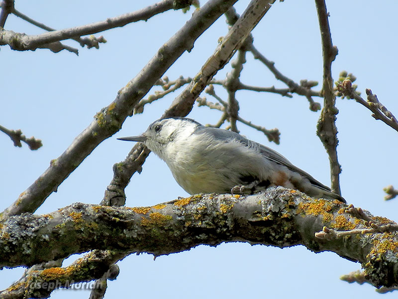White-breasted Nuthatch (Sitta carolinensis aculeata) 