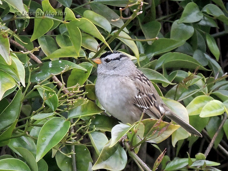 White-crowned Sparrow (Zonotrichia leucophrys pugetensis) 