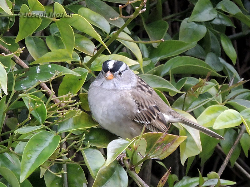 White-crowned Sparrow (Zonotrichia leucophrys pugetensis) 