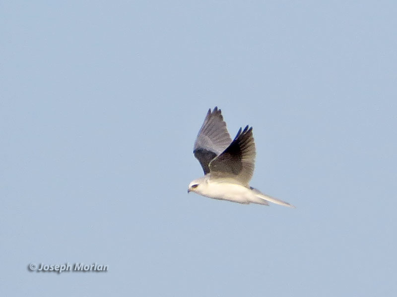 White-tailed Kite (Elanus leucurus majusculus)