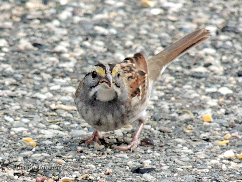 White-throated Sparrow (Zonotrichia albicollis) 