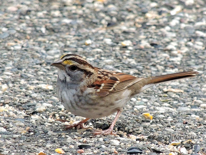 White-throated Sparrow (Zonotrichia albicollis) 