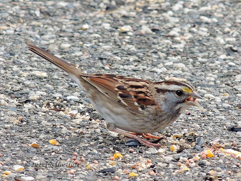 White-throated Sparrow (Zonotrichia albicollis) 