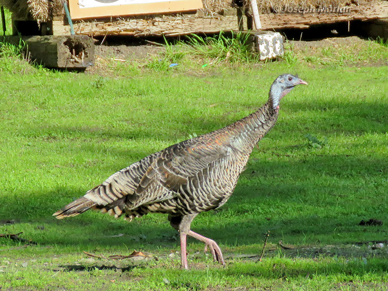 Wild Turkey (Meleagris gallopavo)