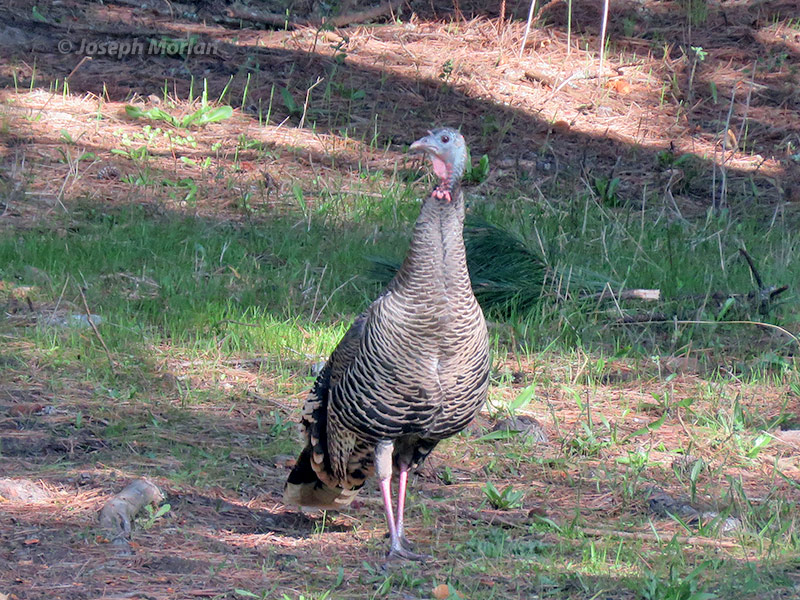 Wild Turkey (Meleagris gallopavo)