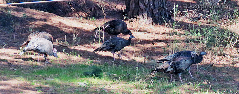Wild Turkey (Meleagris gallopavo)
