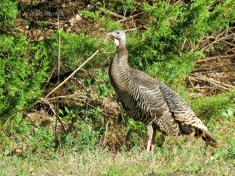 Wild Turkey (Meleagris gallopavo)