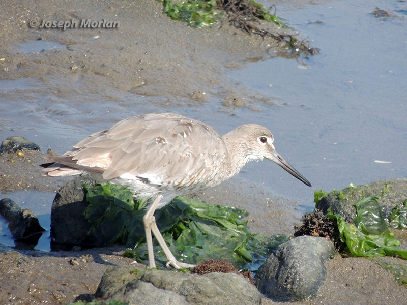  Willet (Tringa semipalmata inornata) 