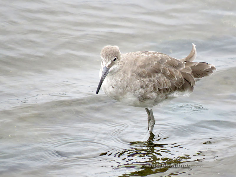  Willet (Tringa semipalmata inornata) 