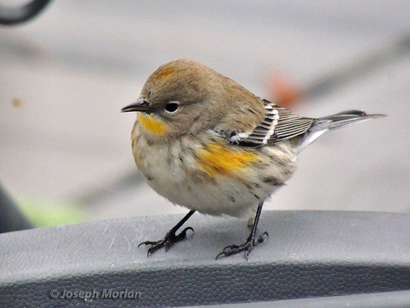 Yellow-rumped Warbler (Setophaga coronata auduboni)