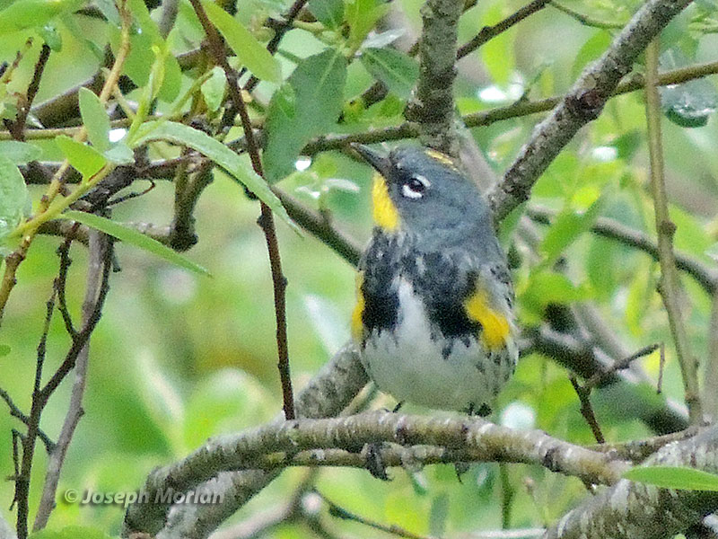 Yellow-rumped Warbler (Setophaga coronata auduboni) 