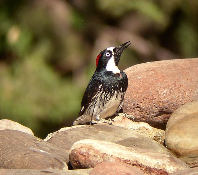 Acorn Woodpecker (Melanerpes formicivorus)