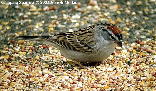  Chipping Sparrow (Spizella passerina) 
