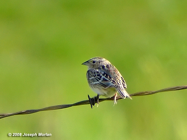 Grasshopper Sparrow (Ammodramus savannarum perpallidus)