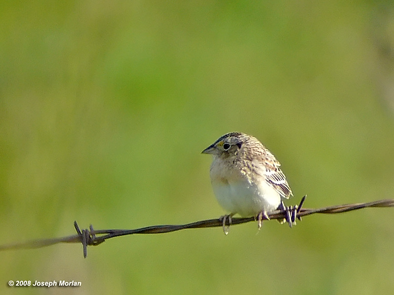 Grasshopper Sparrow (Ammodramus savannarum perpallidus)