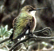 Mystery hummingbird