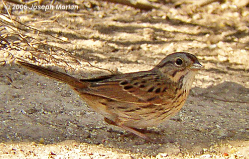 Lincoln's Sparrow (Melospiza lincolnii) 