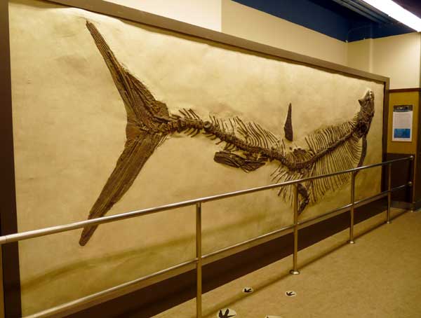 Photo of the fossil on the wall of the exhibit.