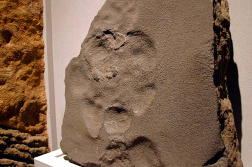Photo of the fossil from the exhibit.