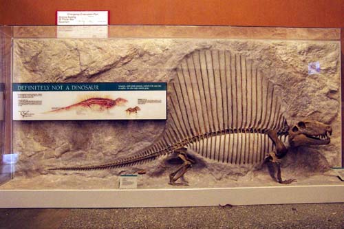 The installed Dimetrodon in a glass case against the wall.