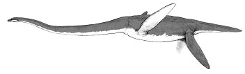 Artist's rendering of a Plesiosaur