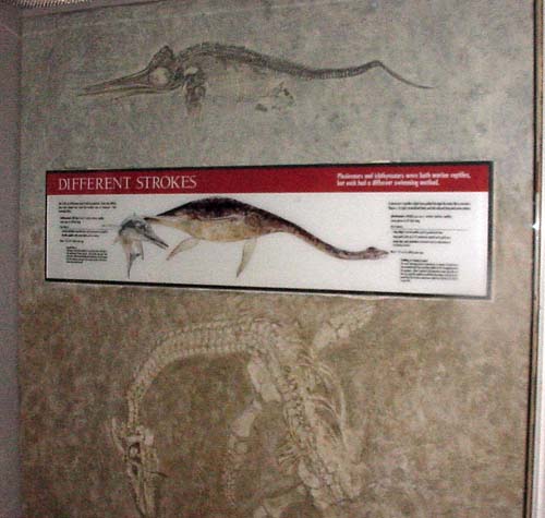 Photo of the fossils and panel on the wall of the exhibit.