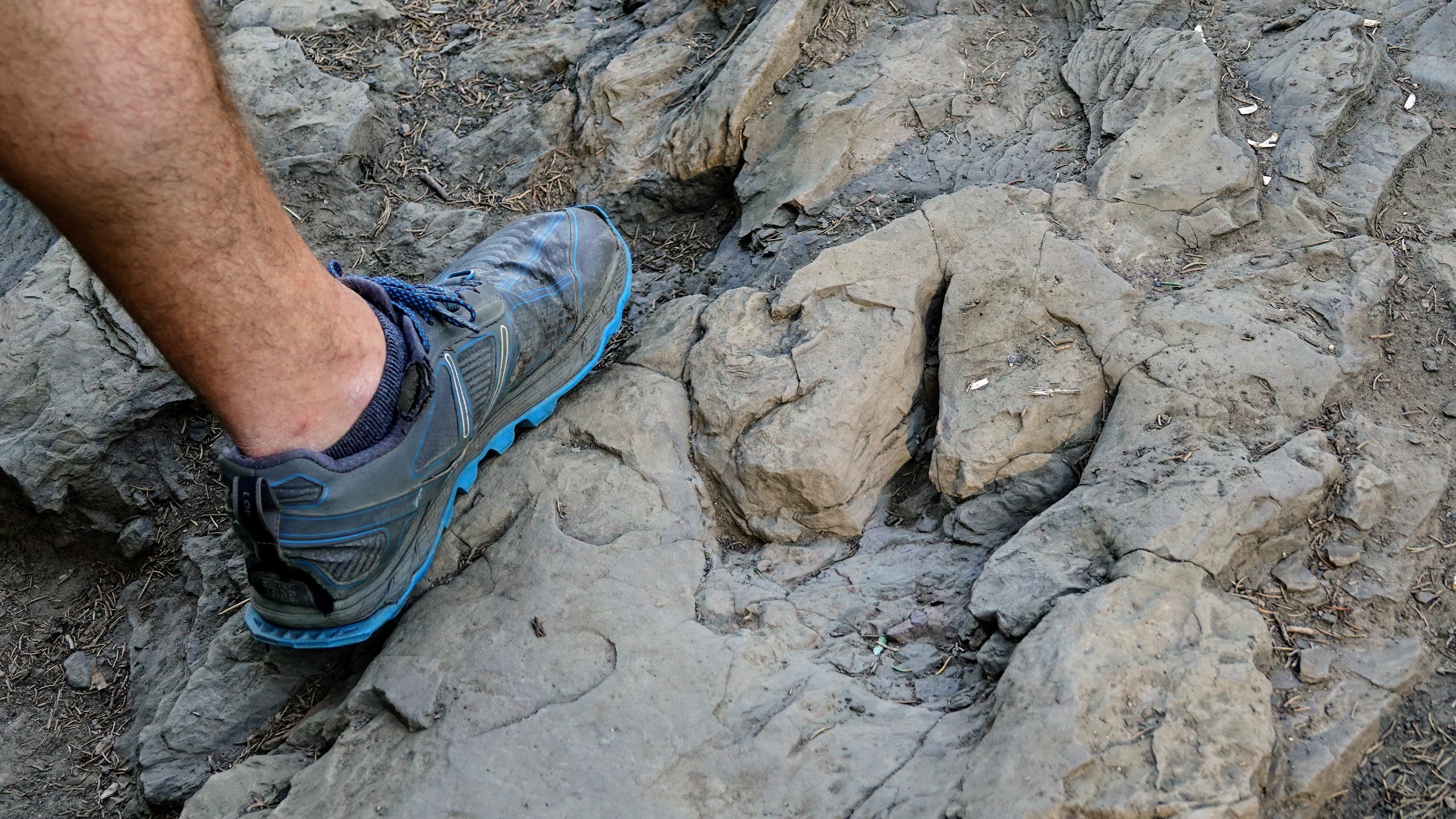 Dinosaur Footprint in Mudstone