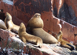 Fur Seals on rock in Paracas, Peru.