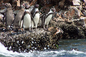 Penguins jumping off rock in Paracas, Peru.